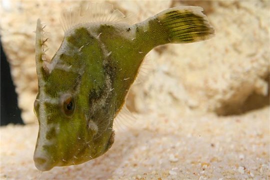 Acreichthys tomentosus élevage (mangeur d'aiptasia) 2-3 cm