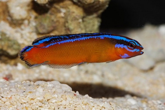Pseudochromis Aldabraensis elevage - L