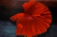 Betta mâle halfmoon solid color - XL