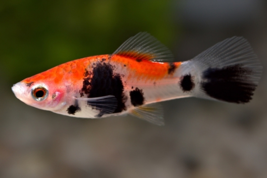 Xipho tricolor - ML