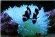 Amphiprion darwini full black élevage 3-4 cm le couple + anemone 8-15 cm Le trio