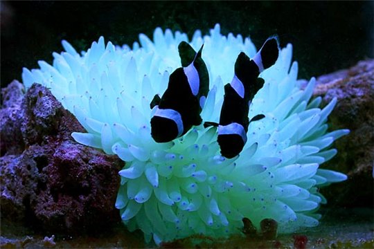 Amphiprion darwini full black élevage 3-4 cm le couple + anemone 8-15 cm Le trio