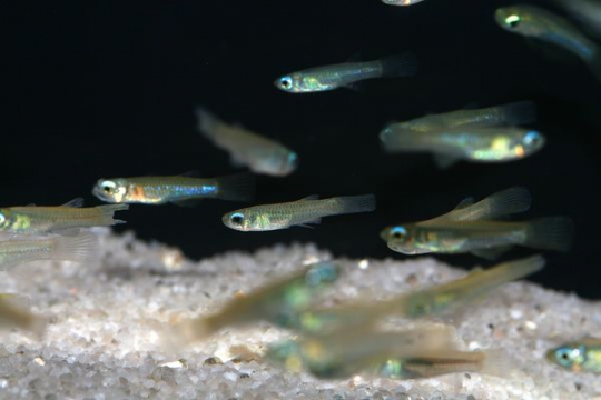 Aplocheilichthys normani (Poropanchax normani) - L