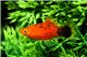 Platy rouge calico - L