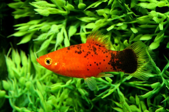 Platy rouge calico - L