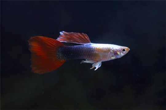 Guppy tuxedo silver - L