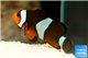 Amphiprion ocellaris moscha élevage 3-5 cm