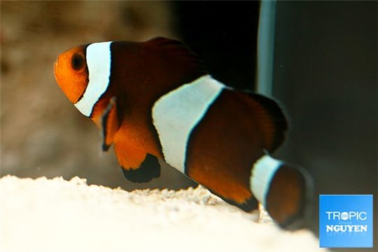 Amphiprion ocellaris moscha élevage 3-5 cm