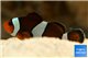 Amphiprion ocellaris moscha élevage 3-5 cm