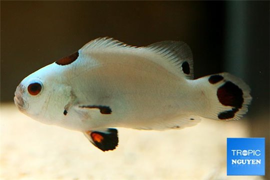 Amphiprion ocellaris platinium storm élevage 3-4 cm