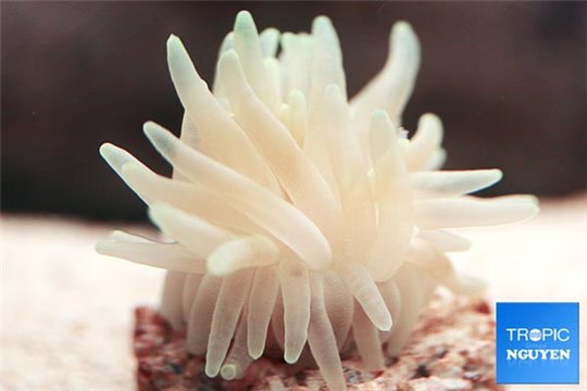 Anemone condylactis blanche ML