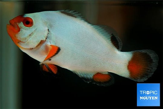 Amphiprion ocellaris platinum élevage 3-4 cm