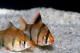 Barbus sumatra (P. tetrazona) - ML