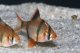 Barbus sumatra (P. tetrazona) - L