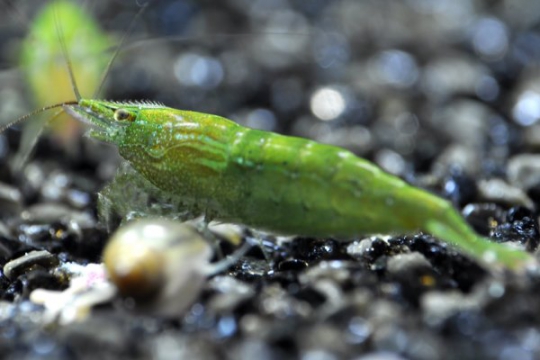 Crevette Carid. babaulti verte - 1-2.