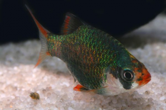 Barbus sumatra vert (P. tetrazona) - M
