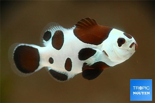 Amphiprion ocellaris moscha black storm élevage 3-4 cm