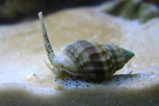 Escargot Nassarius - M