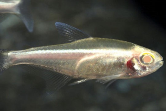 Hyphessobrycon néon noir albinos - ML