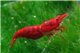 Crevette Carid. heteropoda sakura red - 1-1,5.