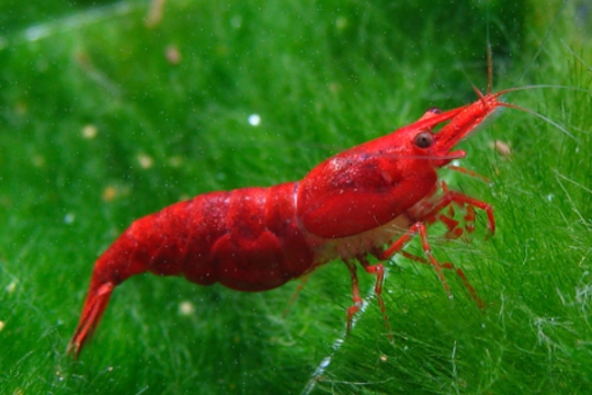 Crevette Carid. heteropoda sakura red - 1-1,5.