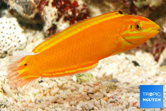 Halichoeres chrysus 4-7,5 cm