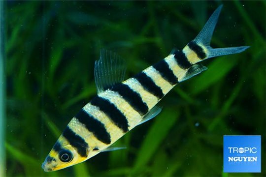 Leporinus fasciatus 7-8 cm