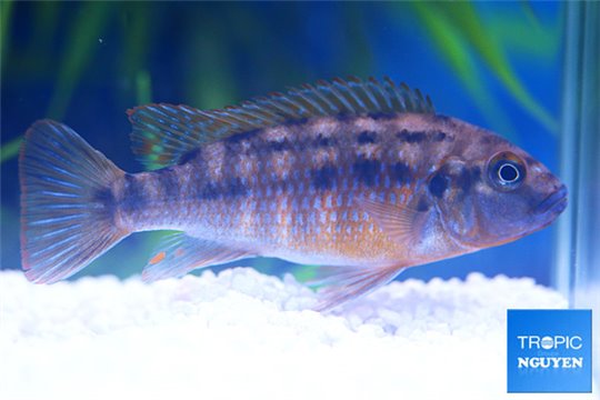 Pseudotropheus williamsi blue lips 4-5 cm
