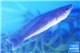 Cyprichromis microlepidotus kiriza 5-6 cm