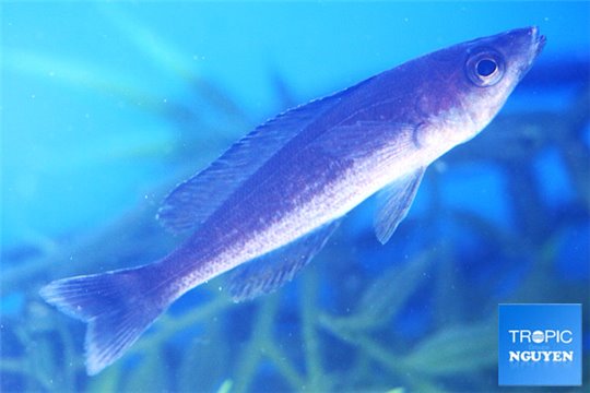 Cyprichromis microlepidotus kiriza 5-6 cm