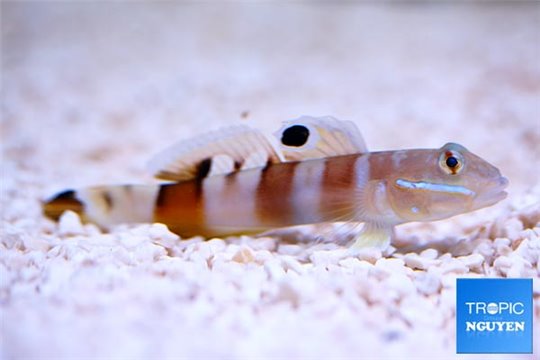 Valenciennea wardi 6-8 cm