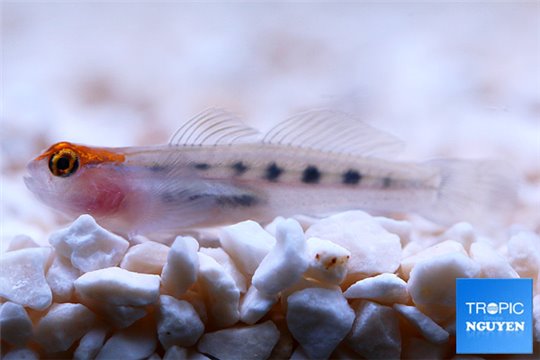 Elacatinus puncticulatus élevage 1-3 cm