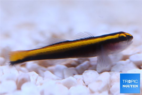 Elacatinus figaro élevage 1-3 cm