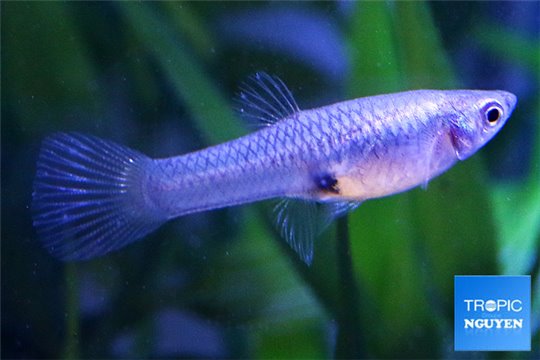 Guppy femelle endler tiger 1-2 cm