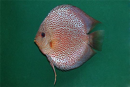 Discus Stendker Leopard Snake skin 8 cm