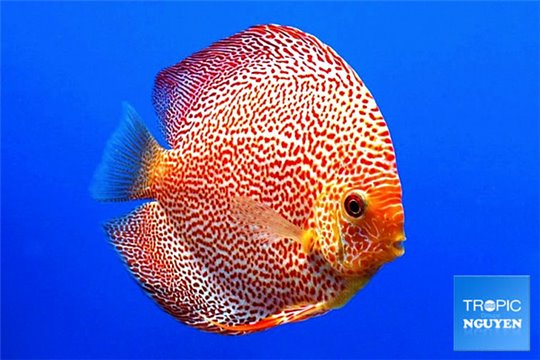 Discus Stendker Red Leopard 6,5 cm