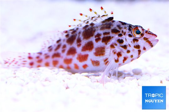 Cirrhitichthys aprinus 