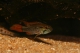 Apisto. agassizi double rouge - XL