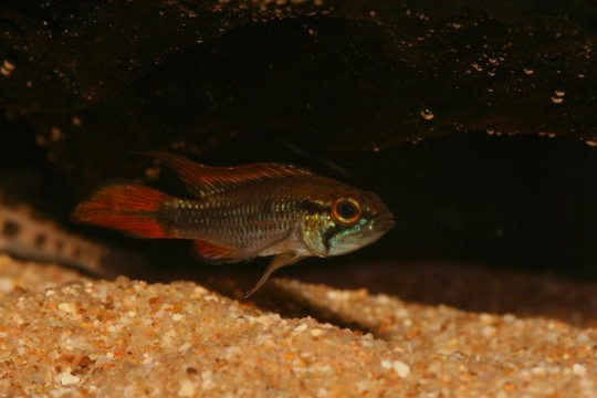 Apisto. agassizi double rouge - XL