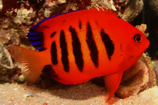 Centropyge Loriculus - L
