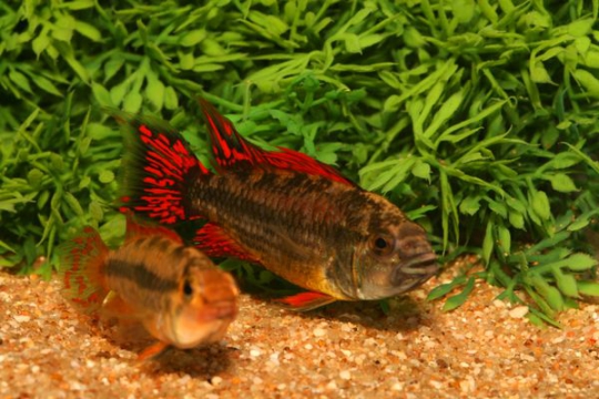 Apisto. cacatuoides double rouge - XL