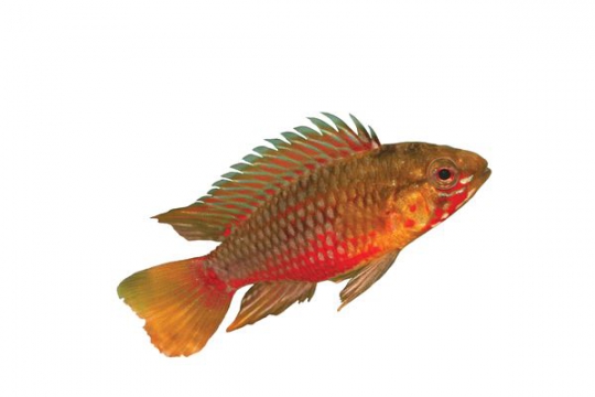 Apisto. hongsloi red - 3-5.