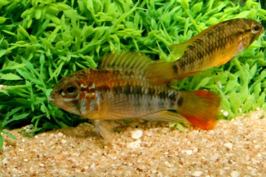 Apisto. macmasteri cou rouge - 3-4 .