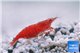 Crevette Neocaridina davidi red (red cherry) grade A 1,6-2 cm