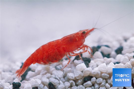 Crevette Neocaridina davidi red (red cherry) grade A 1,6-2 cm