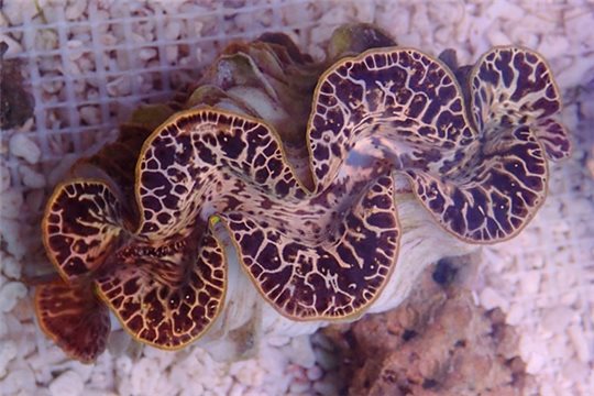 Bénitier tridacna maxima gold élevage 5 cm