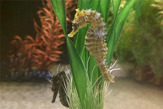 Hippocampus erectus élevage 10-12 cm