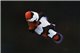 Amphiprion Ocellaris blackice elevage 3-4