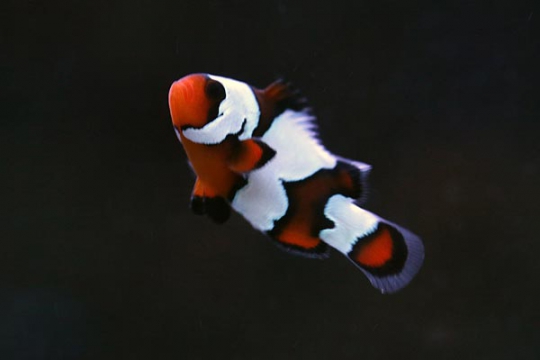 Amphiprion Ocellaris blackice elevage 3-4