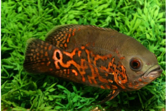 Astronotus Oscar tigré rouge - 12-15.